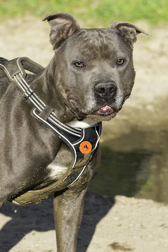 chien heureux