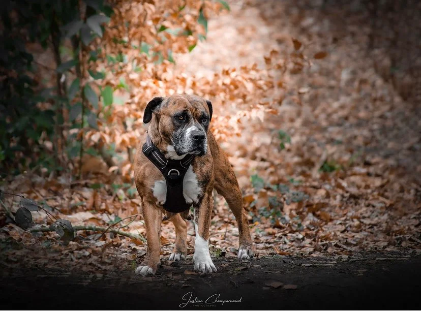 chien adopté