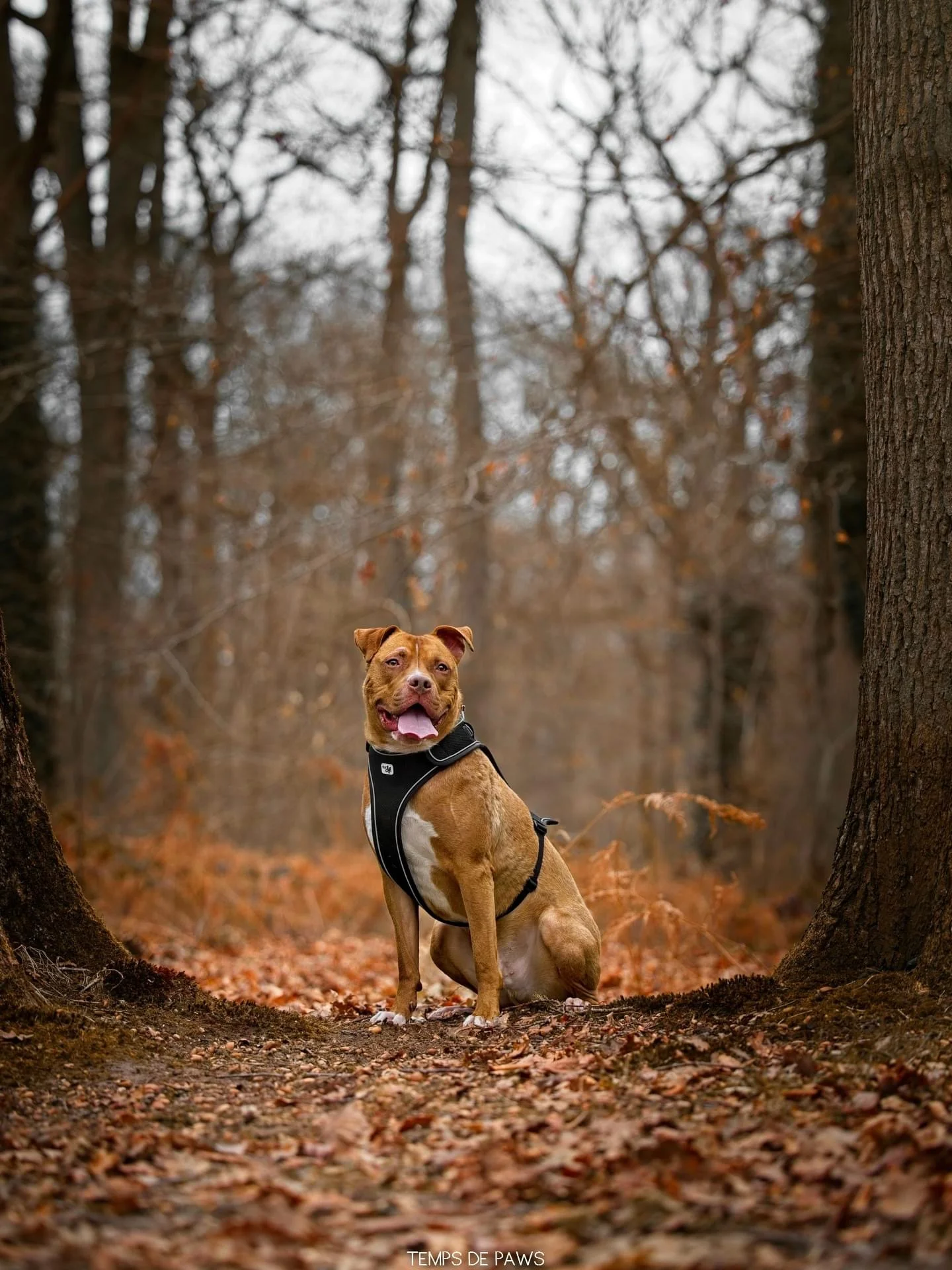 protection animale